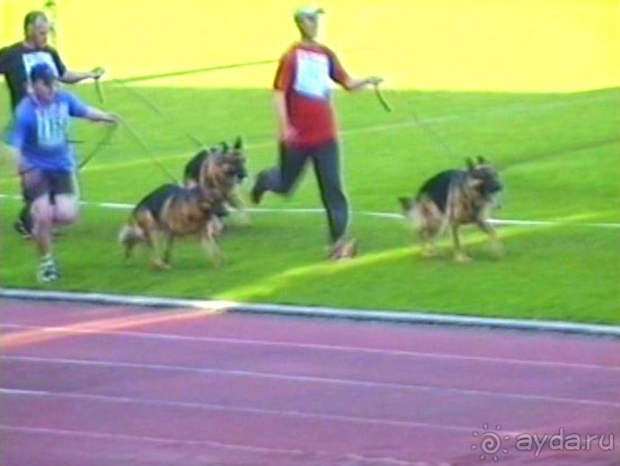 Поездка в Германию на автомобиле с немецкой овчаркой. Часть 8. Окончание Зигера