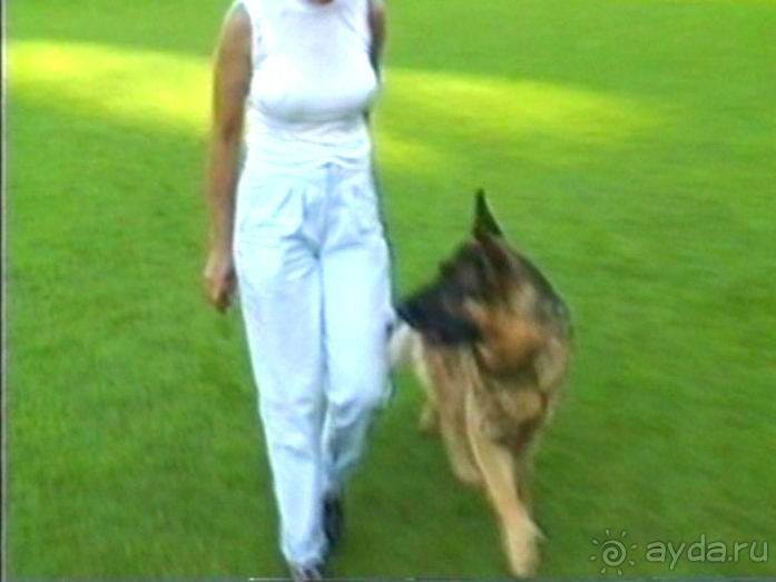 Поездка в Германию на автомобиле с немецкой овчаркой. Часть 8. Окончание Зигера