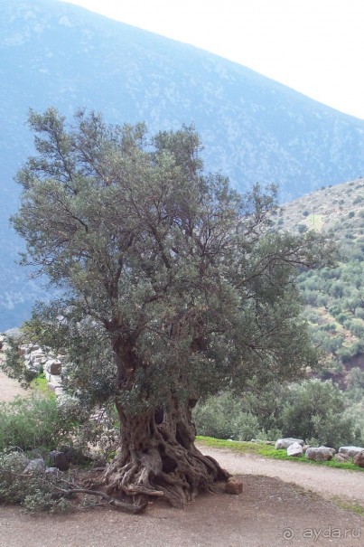 Греция часть 13: Древние Дельфы