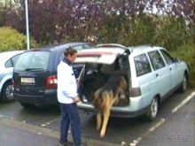 Париж-Вавр на чемпионат мира по дрессировке служебных собак