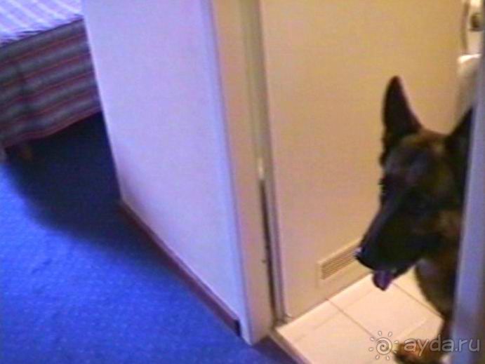 Париж-Вавр на чемпионат мира по дрессировке служебных собак