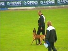 Париж-Вавр на чемпионат мира по дрессировке служебных собак