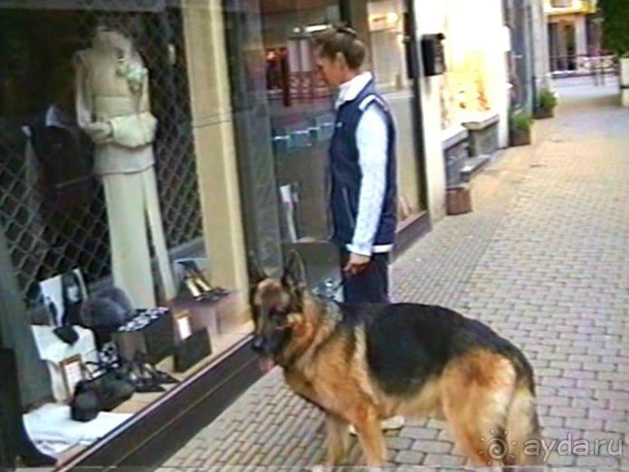 Париж-Вавр на чемпионат мира по дрессировке служебных собак