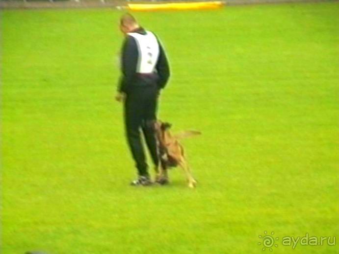 Париж-Вавр на чемпионат мира по дрессировке служебных собак