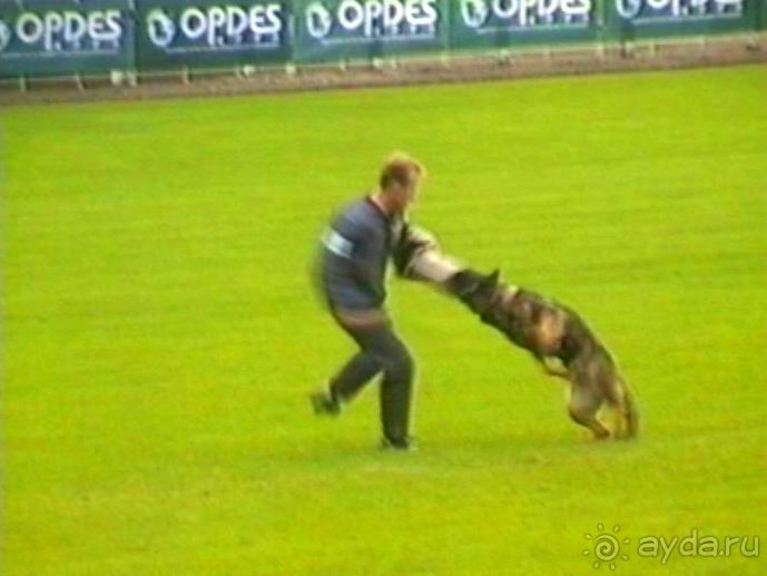 Париж-Вавр на чемпионат мира по дрессировке служебных собак