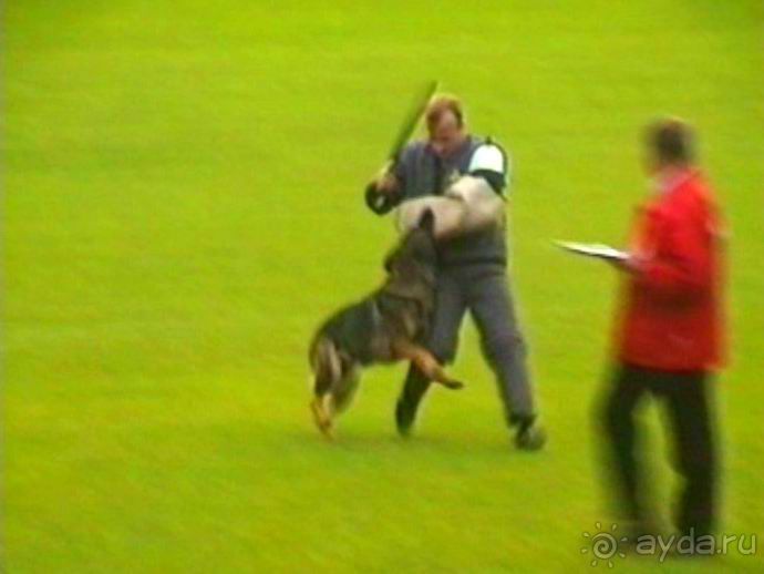 Париж-Вавр на чемпионат мира по дрессировке служебных собак