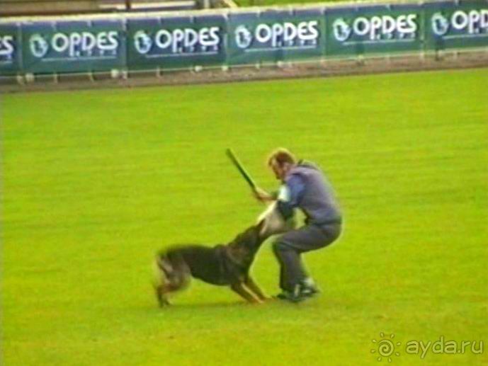 Париж-Вавр на чемпионат мира по дрессировке служебных собак