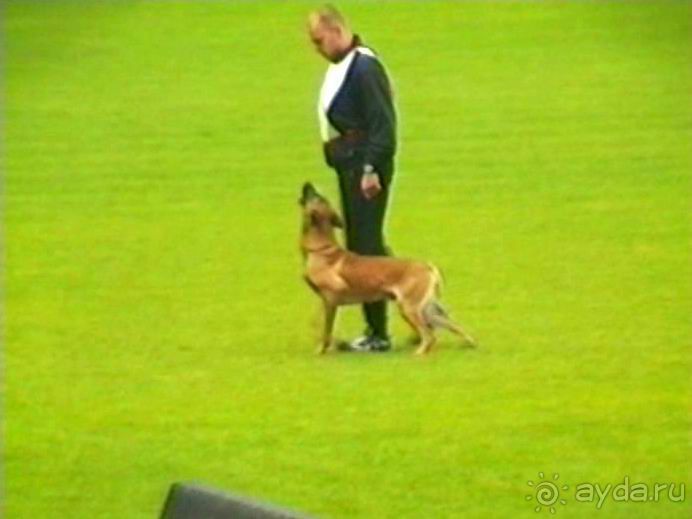 Париж-Вавр на чемпионат мира по дрессировке служебных собак