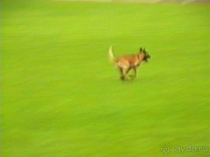 Париж-Вавр на чемпионат мира по дрессировке служебных собак