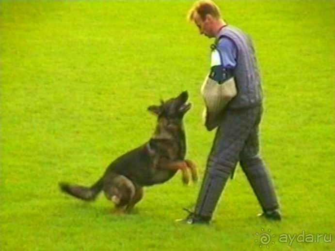 Париж-Вавр на чемпионат мира по дрессировке служебных собак