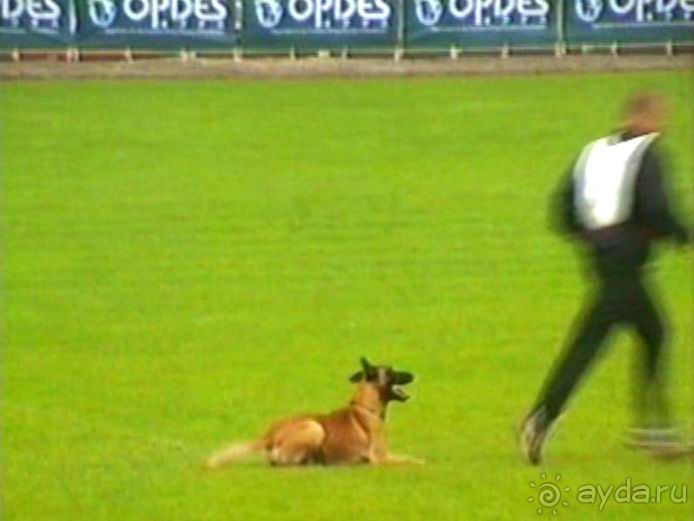 Париж-Вавр на чемпионат мира по дрессировке служебных собак