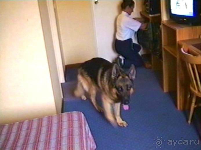 Париж-Вавр на чемпионат мира по дрессировке служебных собак