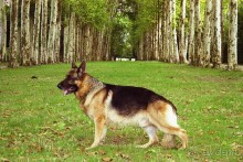 Третий день в Париже. Экскурсия в Версаль.