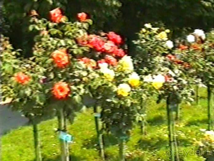 Эйхграбен, Вена и снова Будапешт