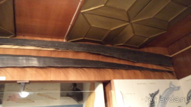 Петропавловск-Камчатский: Камчатский краеведческий музей