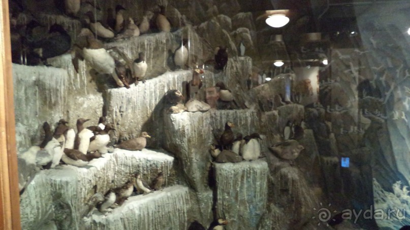 Петропавловск-Камчатский: Камчатский краеведческий музей