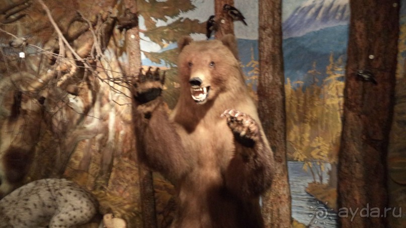 Петропавловск-Камчатский: Камчатский краеведческий музей