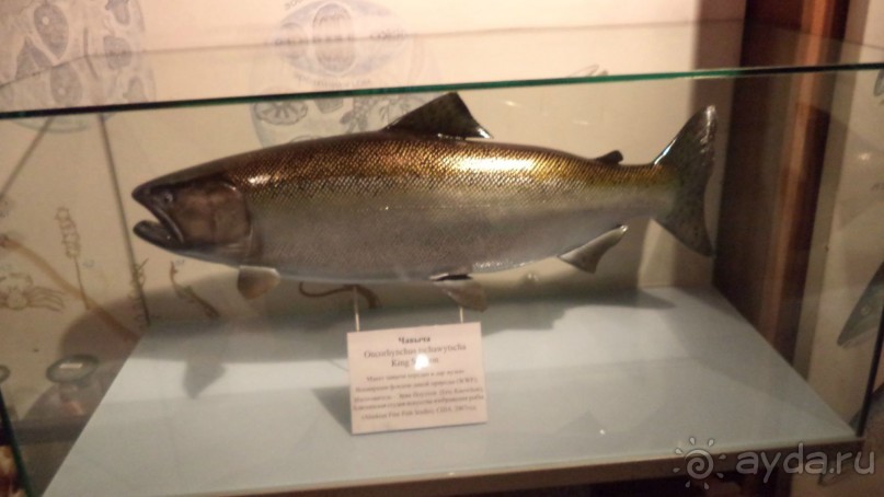 Петропавловск-Камчатский: Камчатский краеведческий музей