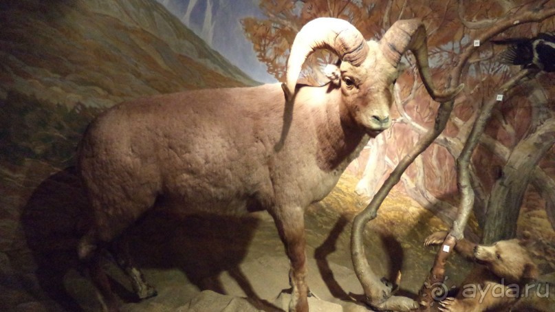 Петропавловск-Камчатский: Камчатский краеведческий музей