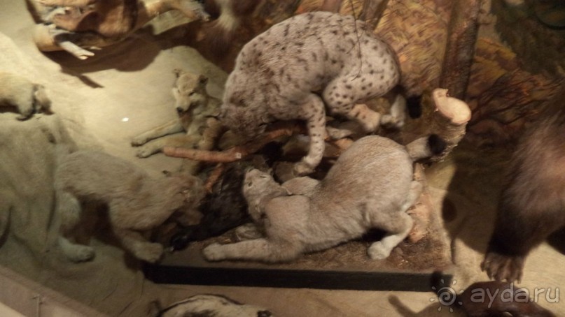 Петропавловск-Камчатский: Камчатский краеведческий музей