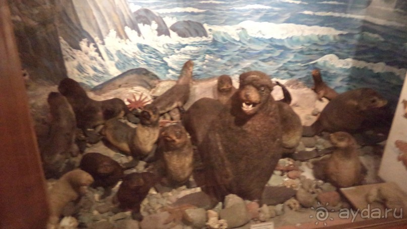 Петропавловск-Камчатский: Камчатский краеведческий музей