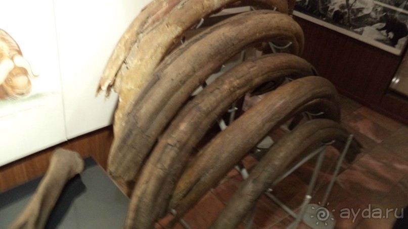 Петропавловск-Камчатский: Камчатский краеведческий музей