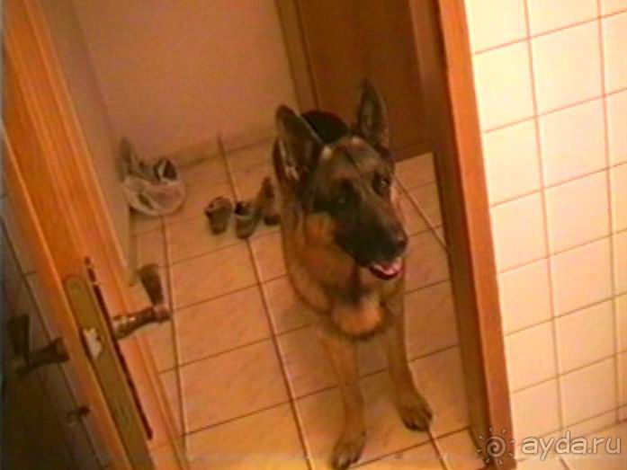 Четвертая поездка в Германию на автомобиле с немецкой овчаркой. Часть 2. Берлин, Лейпциг и Лютцен