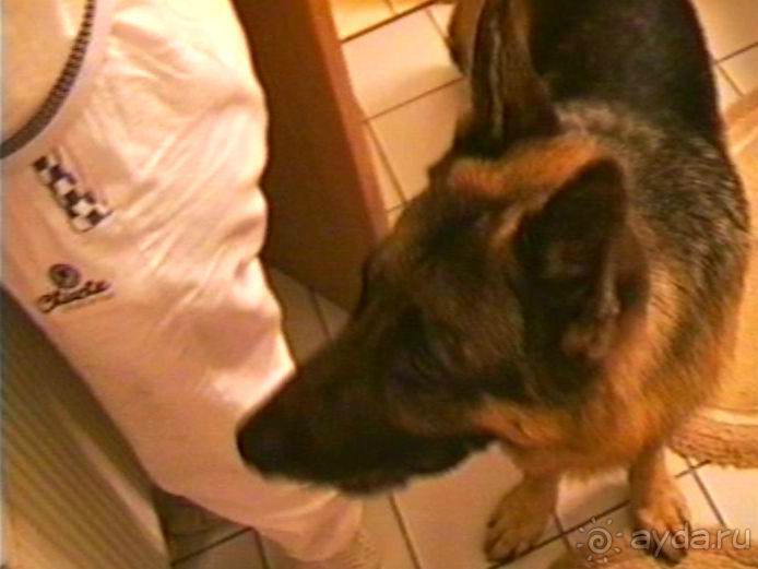 Четвертая поездка в Германию на автомобиле с немецкой овчаркой. Часть 2. Берлин, Лейпциг и Лютцен