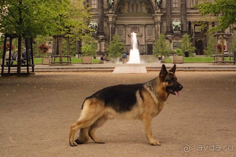 Четвертая поездка в Германию на автомобиле с немецкой овчаркой. Часть 2. Берлин, Лейпциг и Лютцен