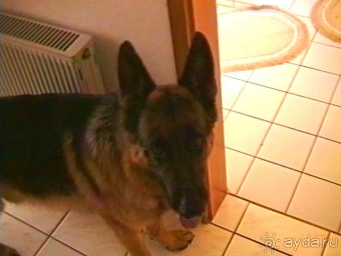 Четвертая поездка в Германию на автомобиле с немецкой овчаркой. Часть 2. Берлин, Лейпциг и Лютцен