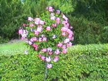 Потсдам: Цецилиенхоф