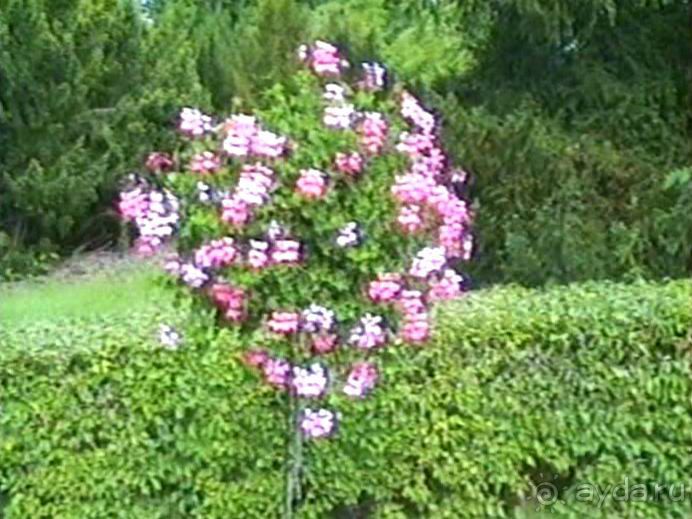 Потсдам: Цецилиенхоф