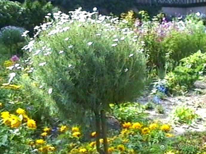 Потсдам: Цецилиенхоф