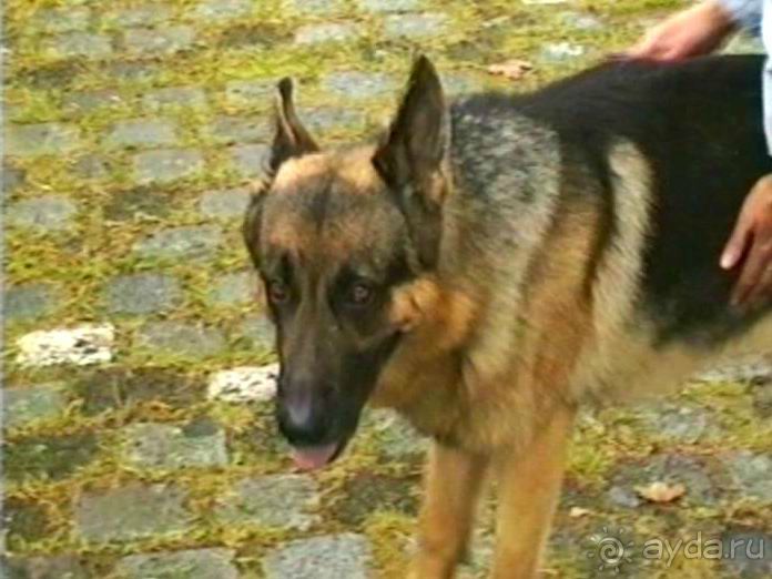 Зигер в Дюссельдорфе: Наш самый черный день…