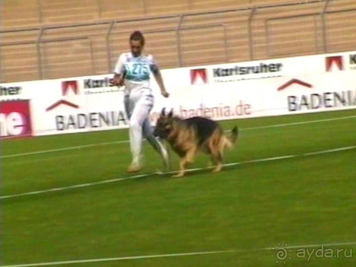 Поездка в Германию на автомобиле с немецкой овчаркой. Часть 6. Второй день Зигера в Карлсруэ