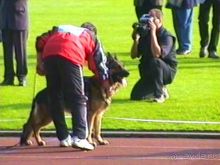 Поездка в Германию на автомобиле с немецкой овчаркой. Часть 6. Второй день Зигера в Карлсруэ