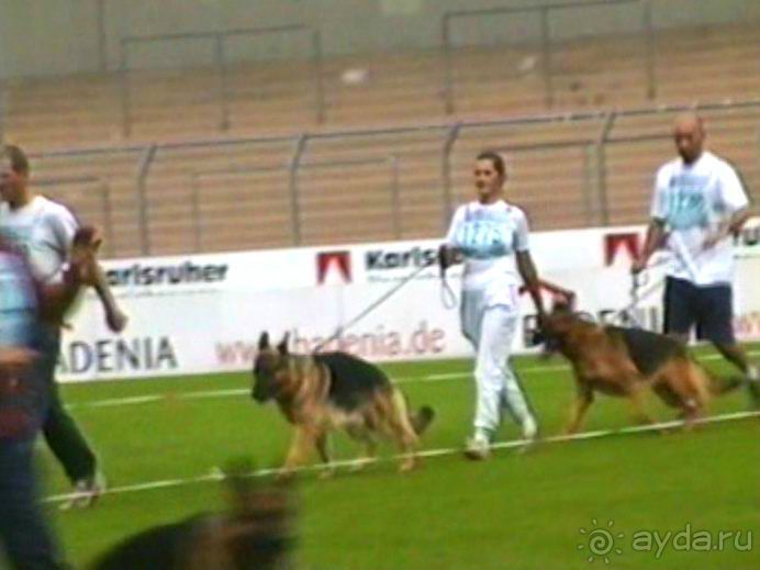 Поездка в Германию на автомобиле с немецкой овчаркой. Часть 6. Второй день Зигера в Карлсруэ