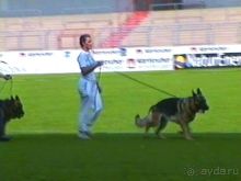 Поездка в Германию на автомобиле с немецкой овчаркой. Часть 6. Второй день Зигера в Карлсруэ