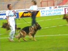 Поездка в Германию на автомобиле с немецкой овчаркой. Часть 6. Второй день Зигера в Карлсруэ