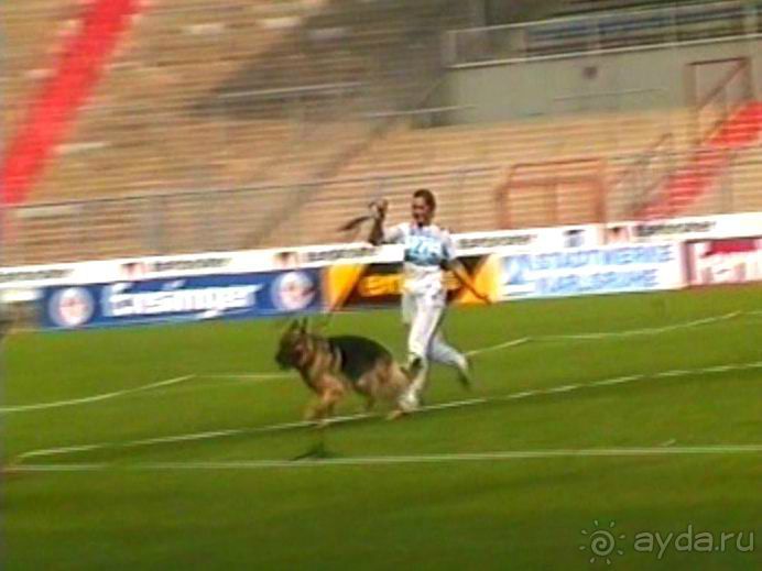 Поездка в Германию на автомобиле с немецкой овчаркой. Часть 6. Второй день Зигера в Карлсруэ