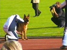 Поездка в Германию на автомобиле с немецкой овчаркой. Часть 6. Второй день Зигера в Карлсруэ