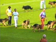 Поездка в Германию на автомобиле с немецкой овчаркой. Часть 6. Второй день Зигера в Карлсруэ