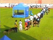 Поездка в Германию на автомобиле с немецкой овчаркой. Часть 6. Второй день Зигера в Карлсруэ