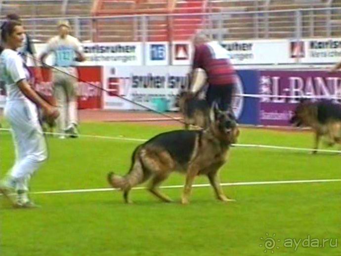 Поездка в Германию на автомобиле с немецкой овчаркой. Часть 6. Второй день Зигера в Карлсруэ