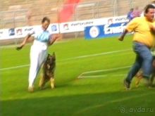 Поездка в Германию на автомобиле с немецкой овчаркой. Часть 6. Второй день Зигера в Карлсруэ