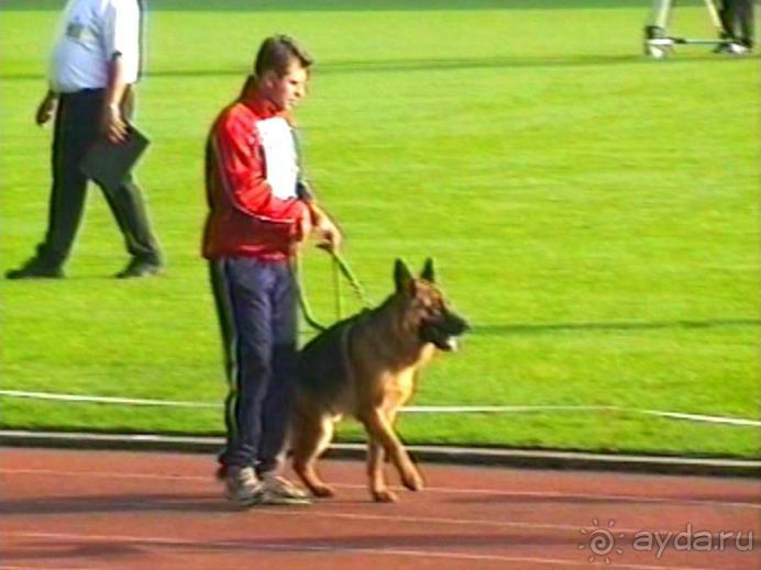 Поездка в Германию на автомобиле с немецкой овчаркой. Часть 6. Второй день Зигера в Карлсруэ