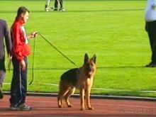 Поездка в Германию на автомобиле с немецкой овчаркой. Часть 6. Второй день Зигера в Карлсруэ