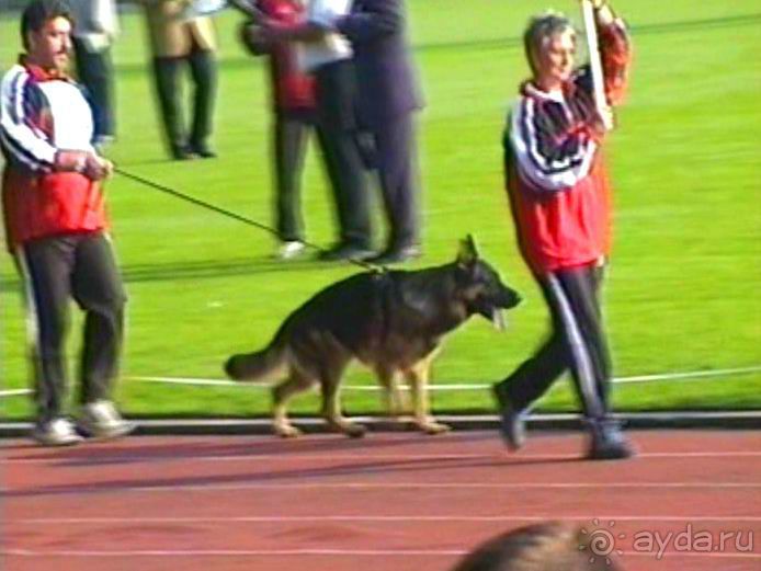 Поездка в Германию на автомобиле с немецкой овчаркой. Часть 6. Второй день Зигера в Карлсруэ