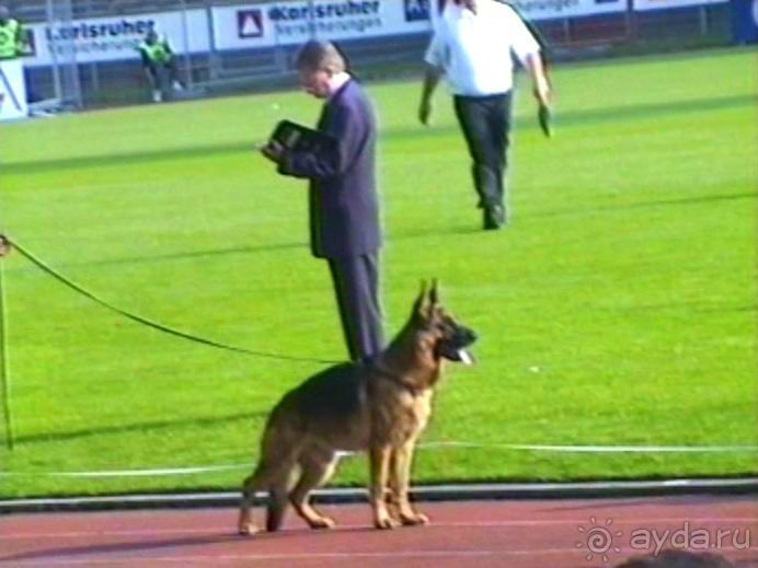 Поездка в Германию на автомобиле с немецкой овчаркой. Часть 6. Второй день Зигера в Карлсруэ