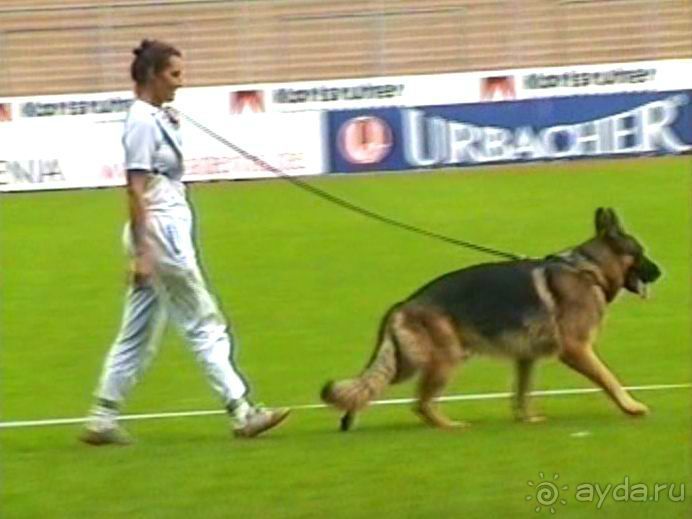 Поездка в Германию на автомобиле с немецкой овчаркой. Часть 6. Второй день Зигера в Карлсруэ